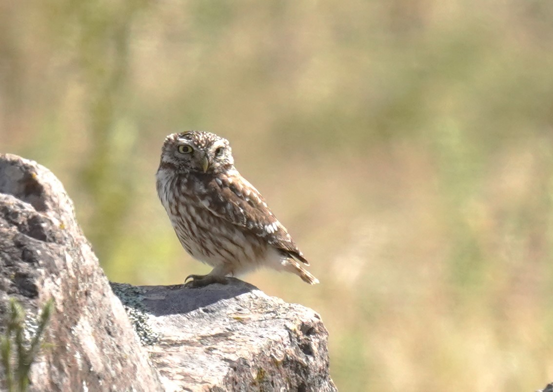 Little Owl - ML620699148