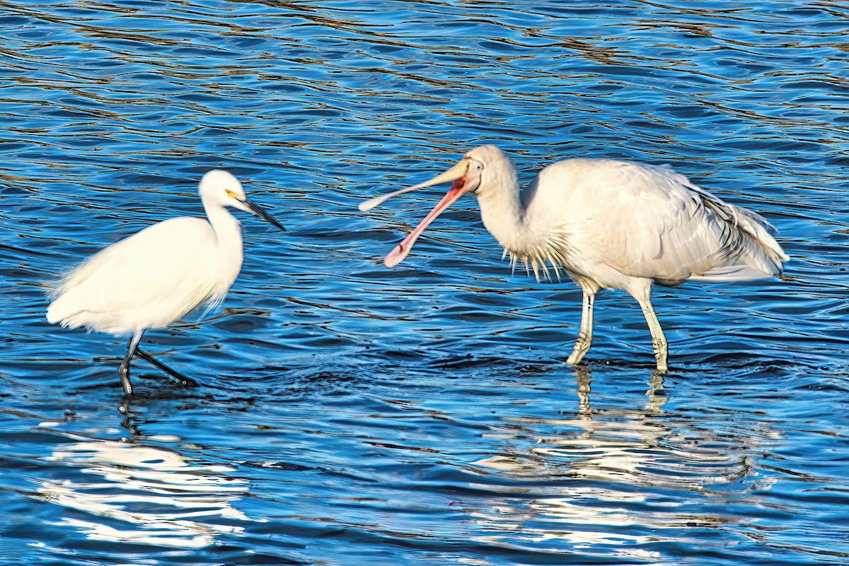 Yellow-billed Spoonbill - Alfons  Lawen