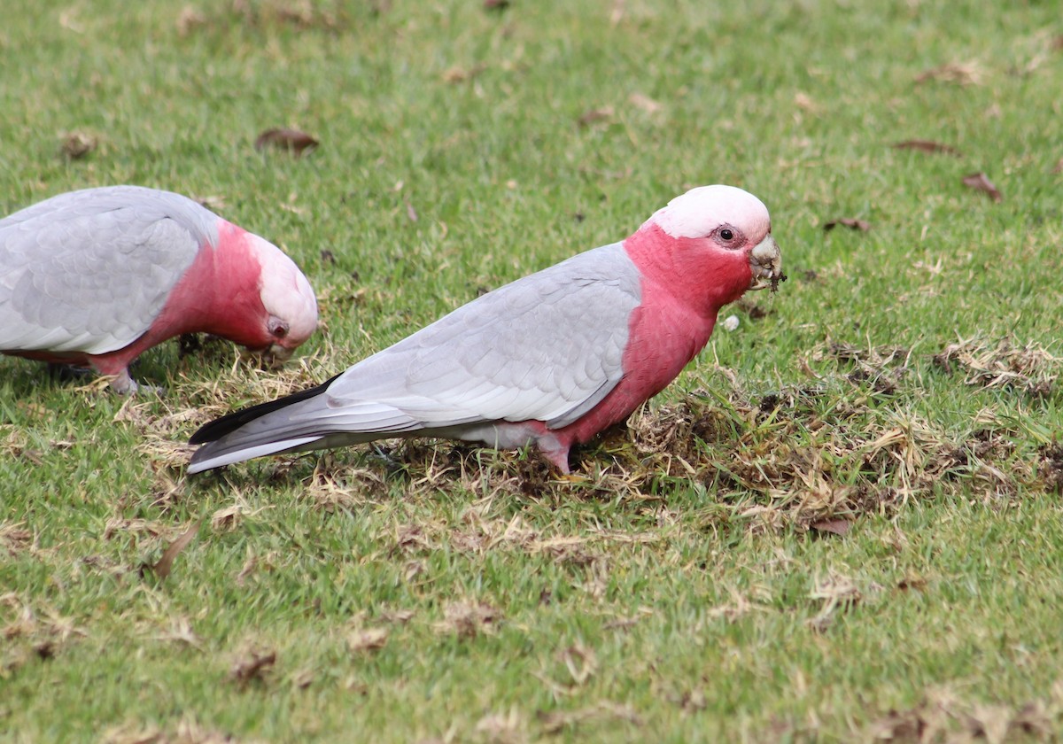 Galah - Breta Loutit