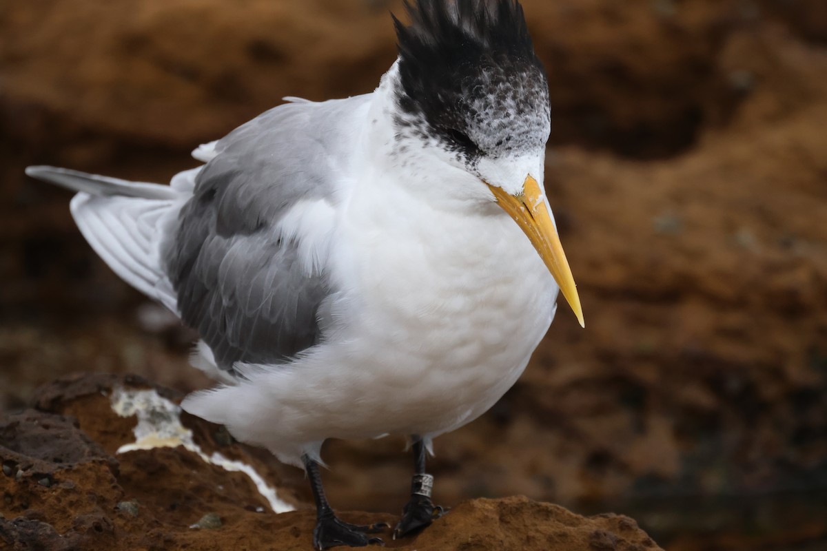 Great Crested Tern - ML620699155