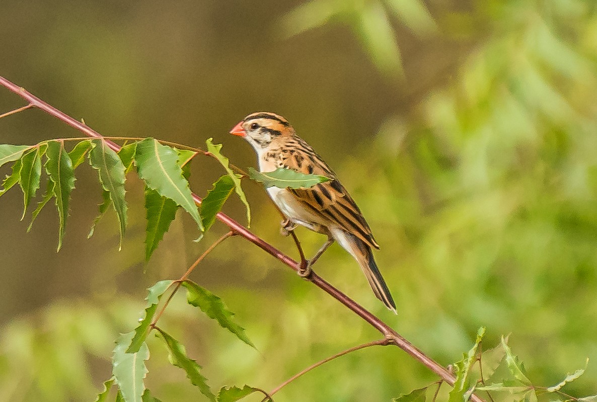 Pin-tailed Whydah - ML620699158