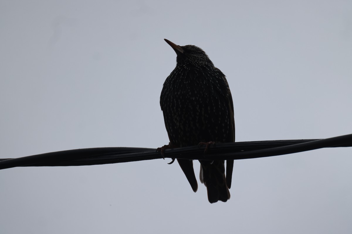 European Starling - GEOFFREY SHINKFIELD