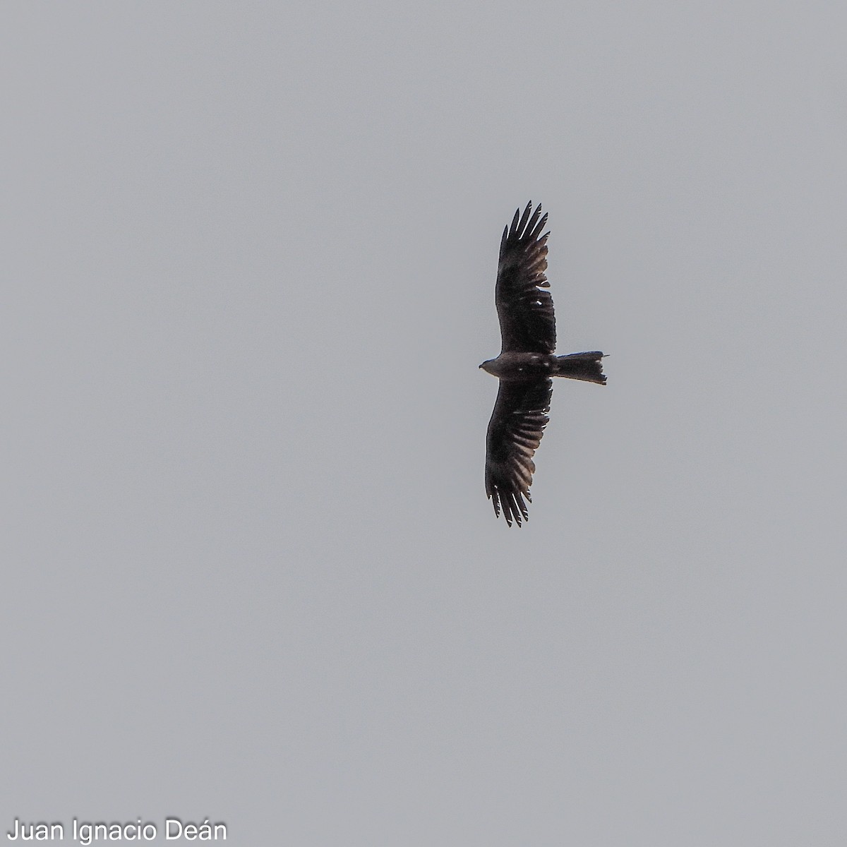 黑鳶 - ML620699164