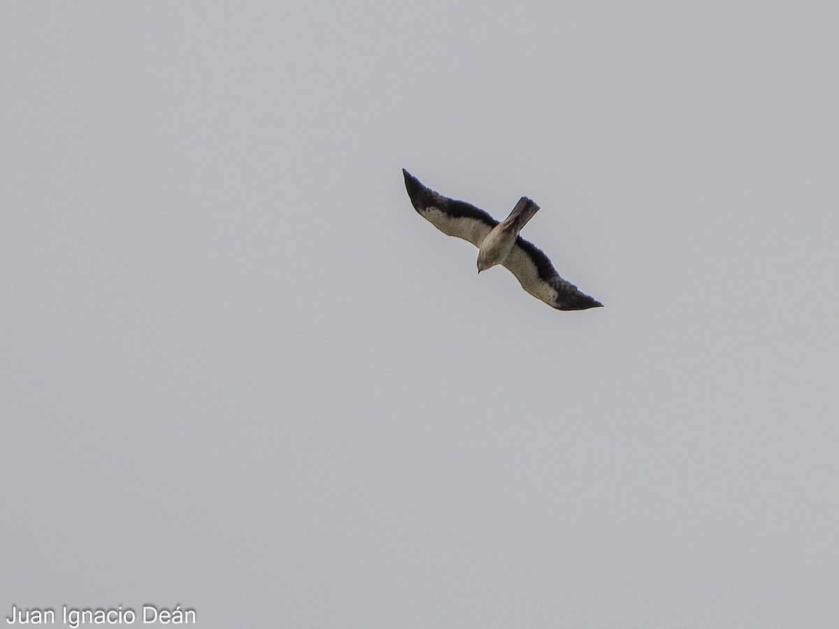 Booted Eagle - ML620699167