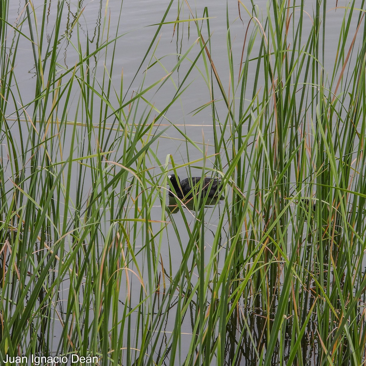 Eurasian Coot - ML620699168