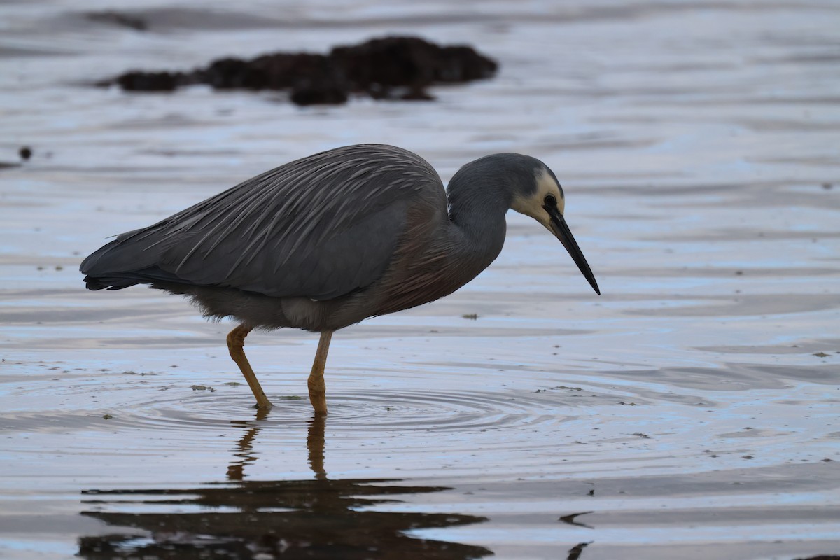 White-faced Heron - ML620699176