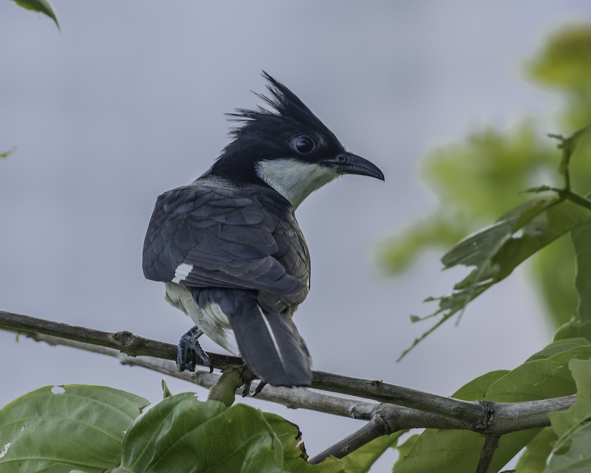 Pied Cuckoo - ML620699178