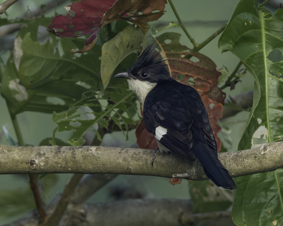 Pied Cuckoo - ML620699179