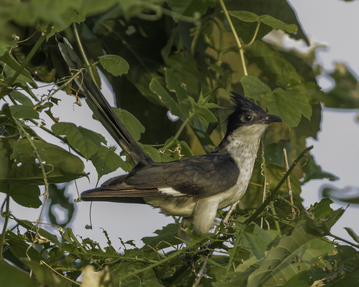 Pied Cuckoo - ML620699181