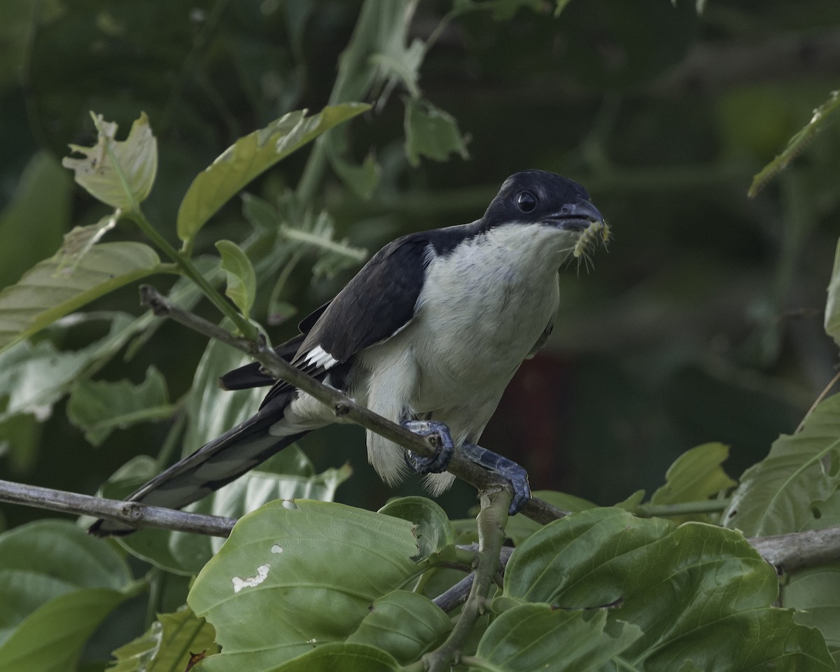 Pied Cuckoo - ML620699185