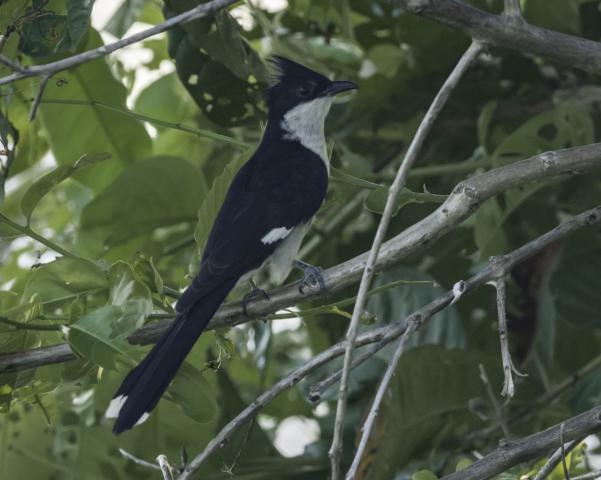 Pied Cuckoo - ML620699187