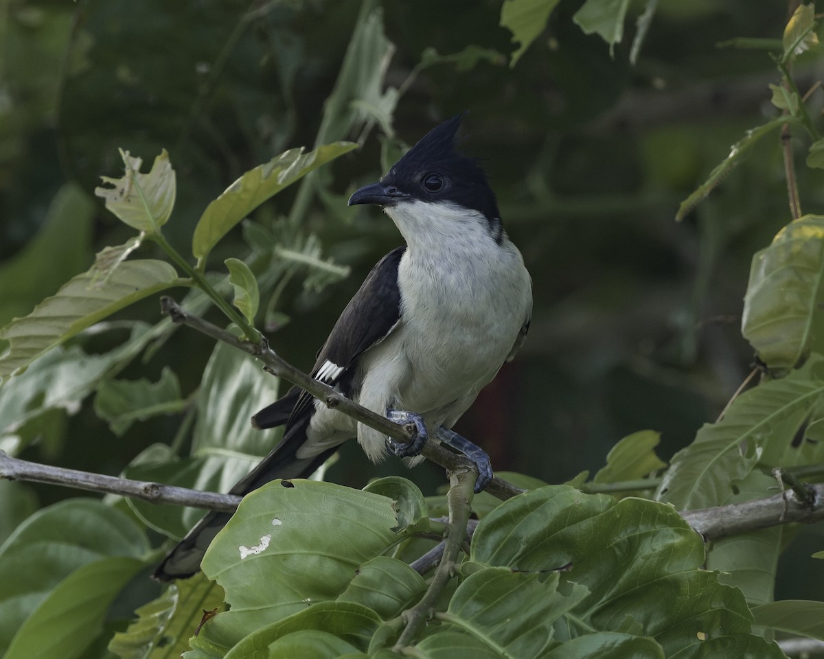 Pied Cuckoo - ML620699188