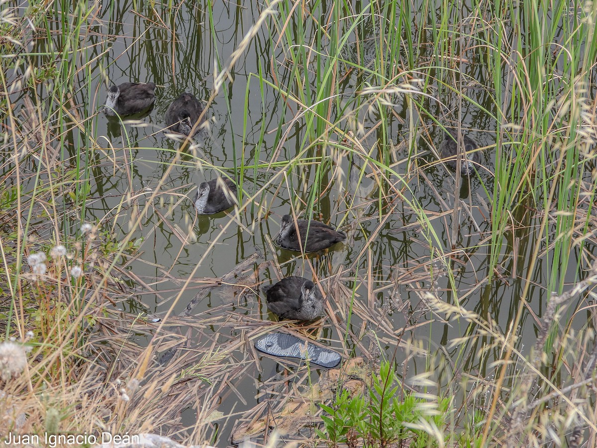 Eurasian Coot - ML620699190