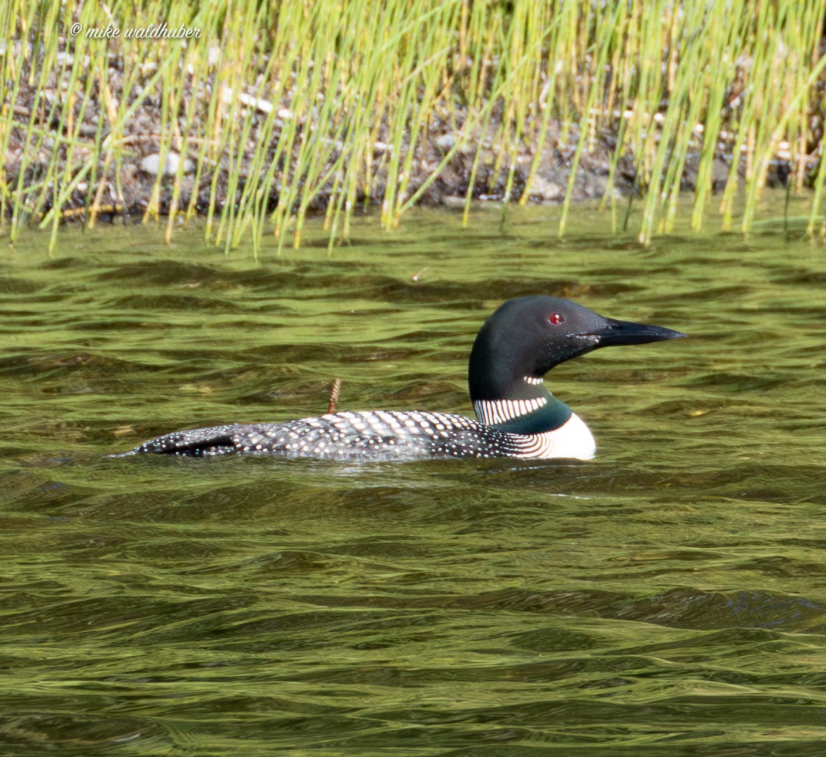 Plongeon huard - ML620699193