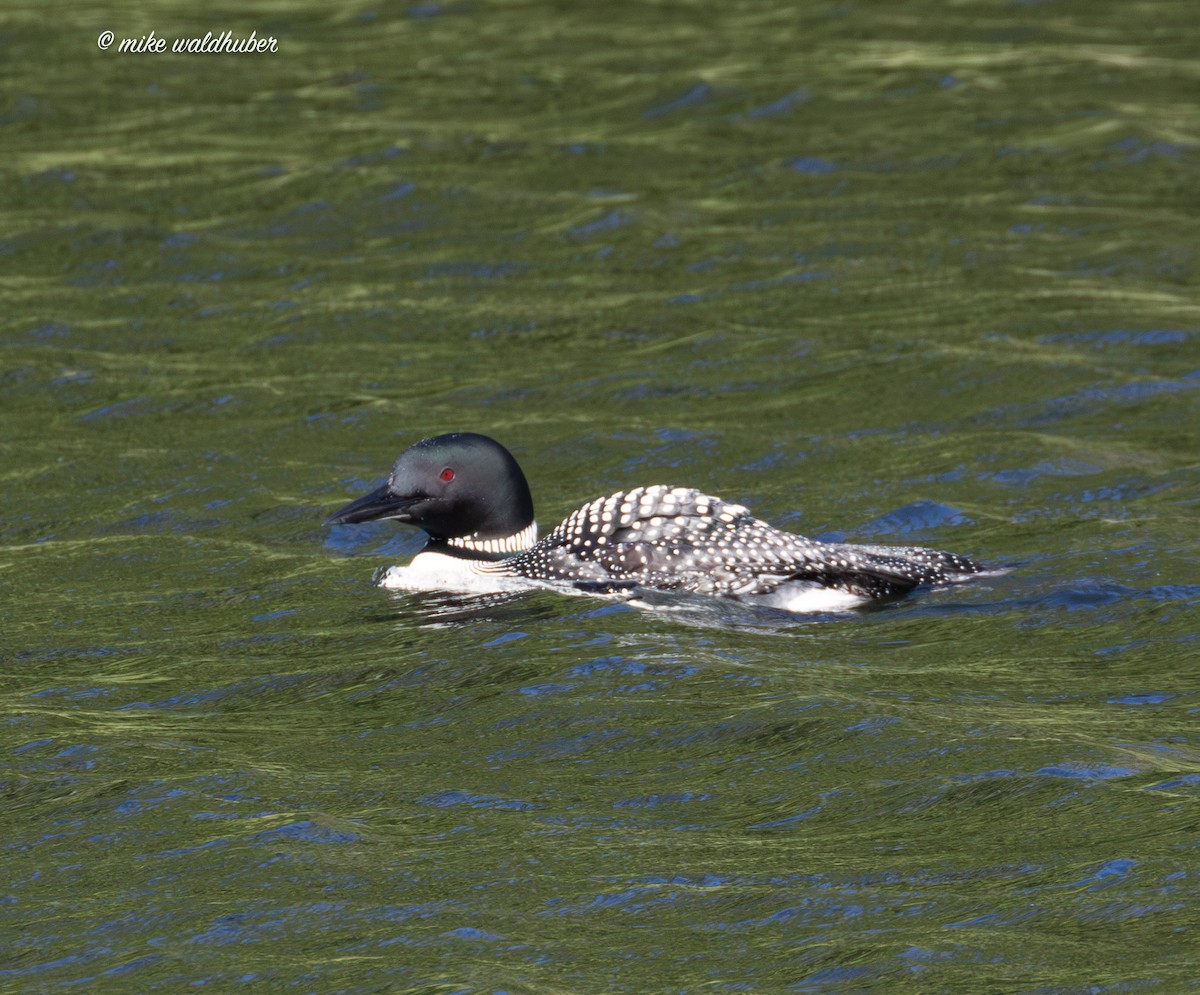 Plongeon huard - ML620699194