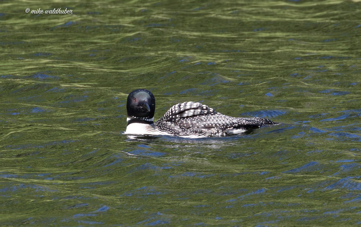 Plongeon huard - ML620699195