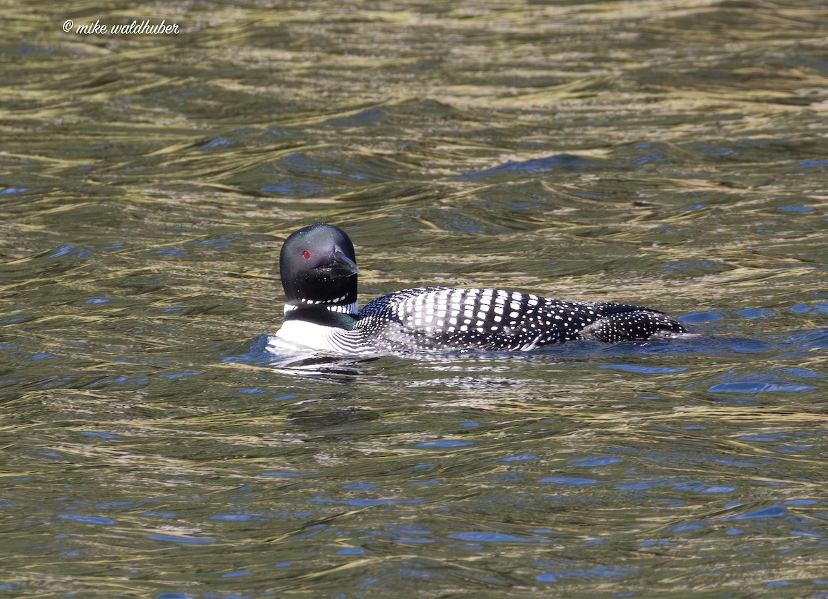 Common Loon - ML620699197