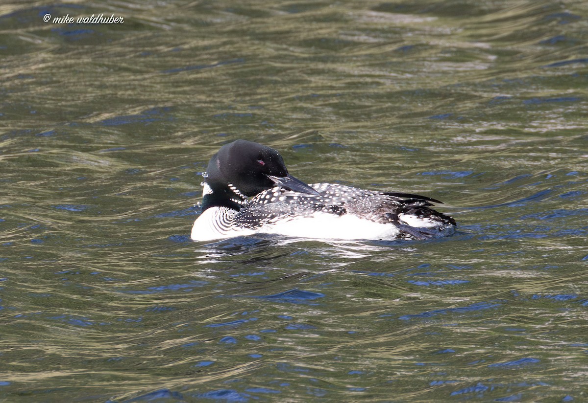 Common Loon - ML620699199