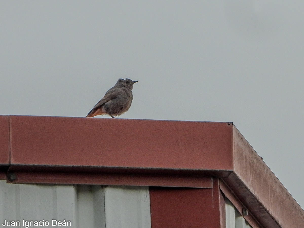 House Sparrow - ML620699201