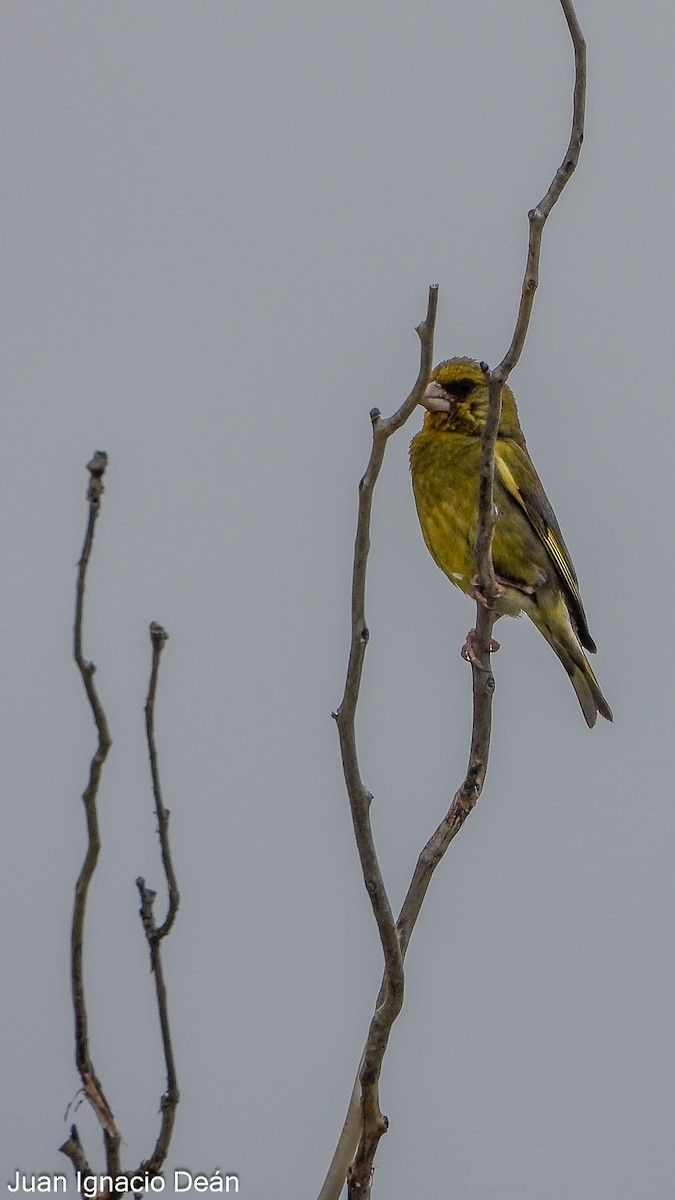 European Greenfinch - ML620699202