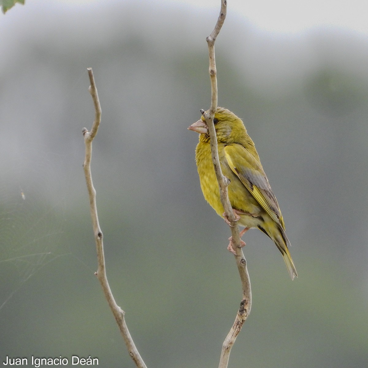 European Greenfinch - ML620699204