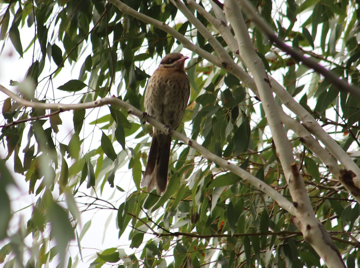 Spiny-cheeked Honeyeater - Breta Loutit