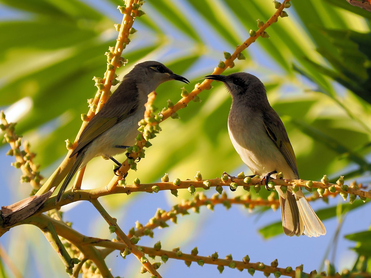 Brown Honeyeater - ML620699212