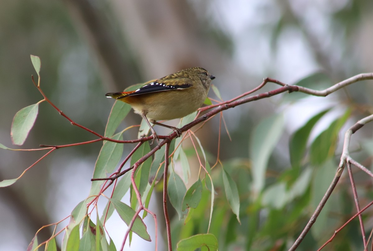 Spotted Pardalote - ML620699218