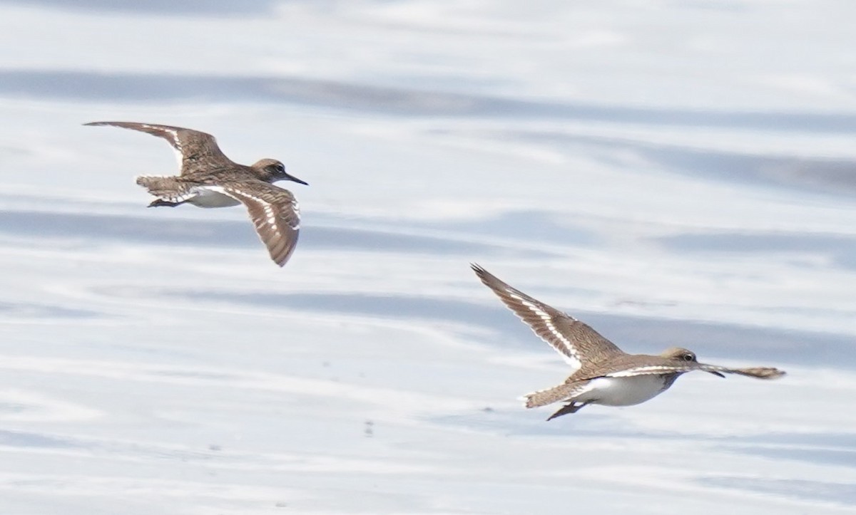 Common Sandpiper - ML620699219