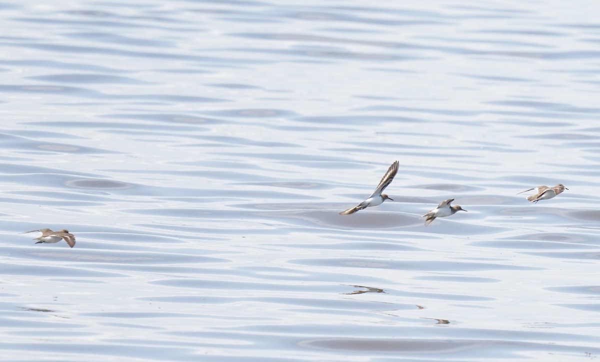 Common Sandpiper - ML620699221