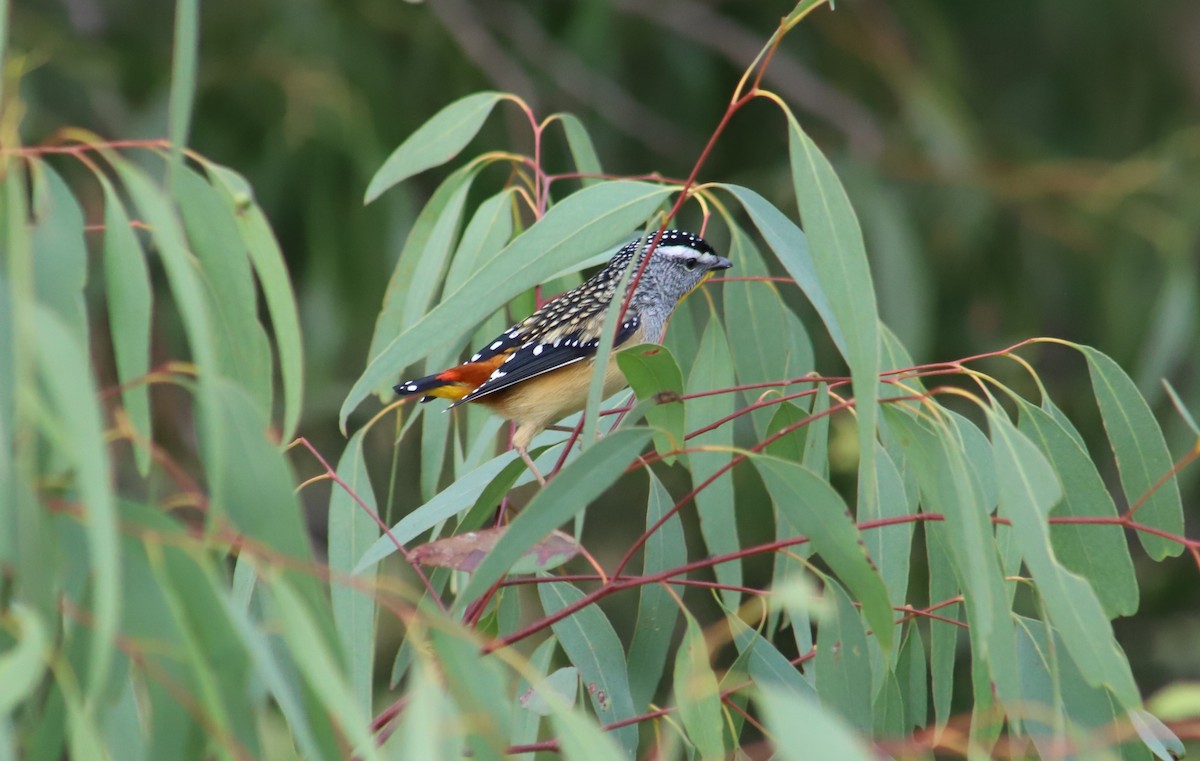 Fleckenpanthervogel - ML620699222