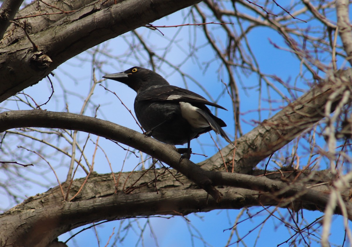 Pied Currawong - ML620699225