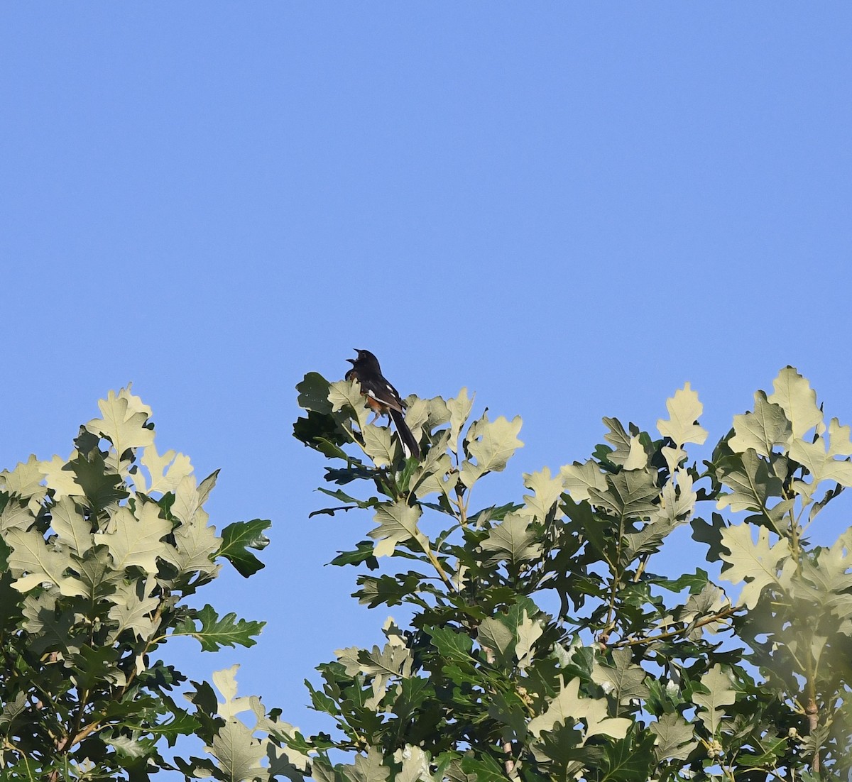 Eastern Towhee - ML620699231