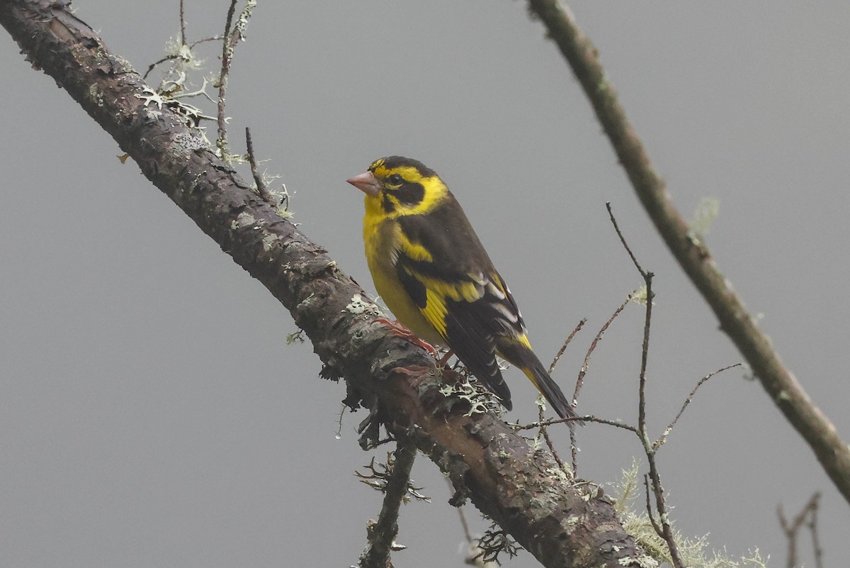 Yellow-breasted Greenfinch - ML620699233