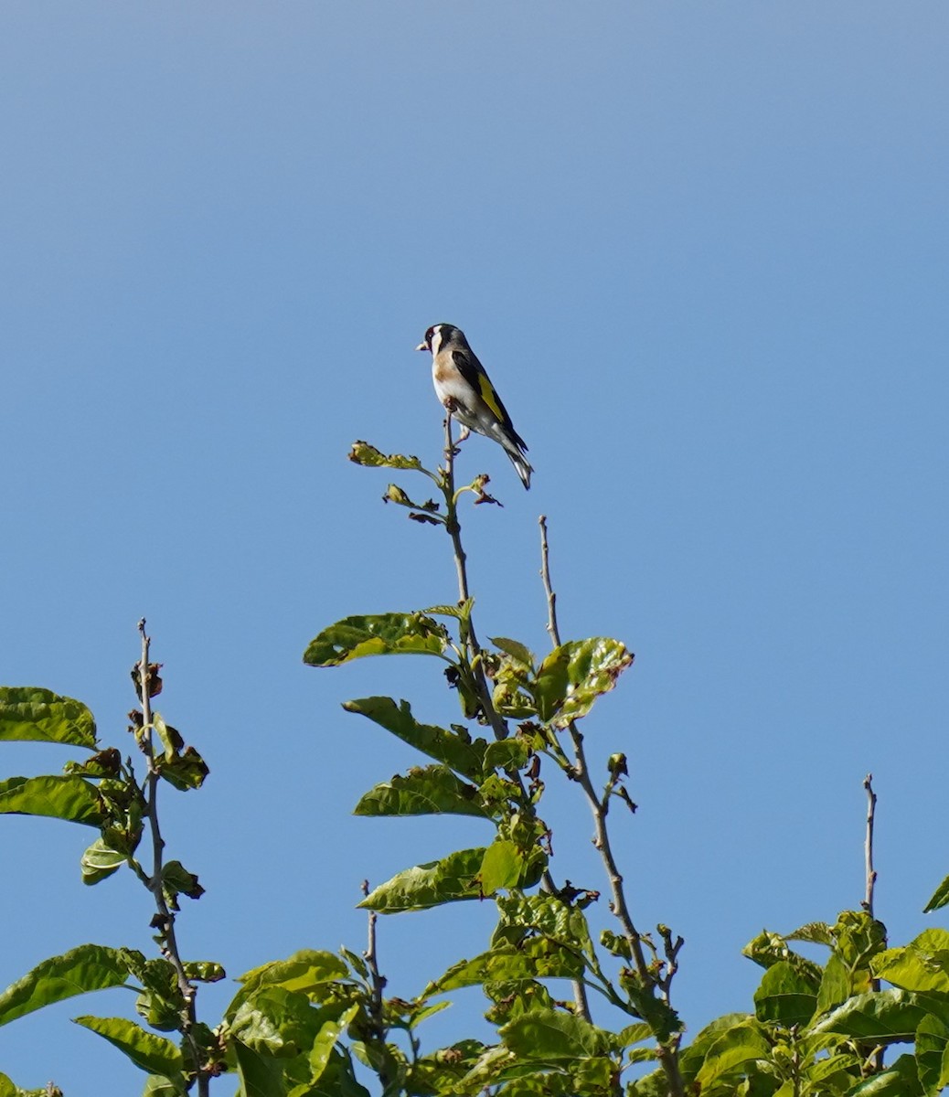 Chardonneret élégant - ML620699242