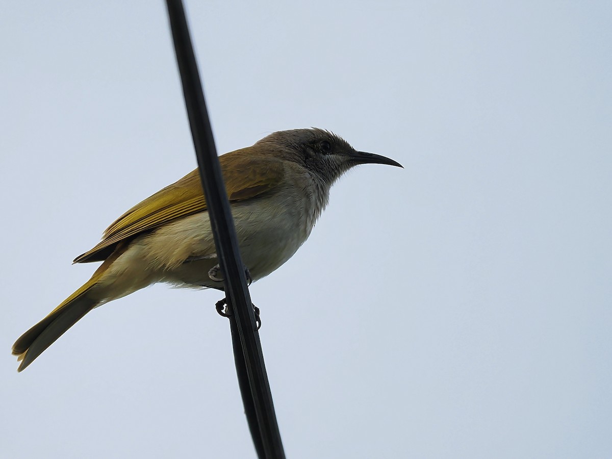 Brown Honeyeater - ML620699243