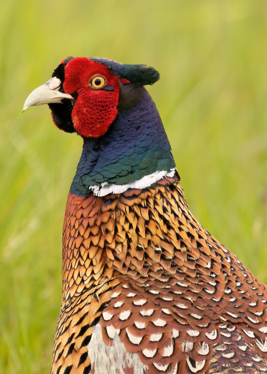 Ring-necked Pheasant - ML620699244