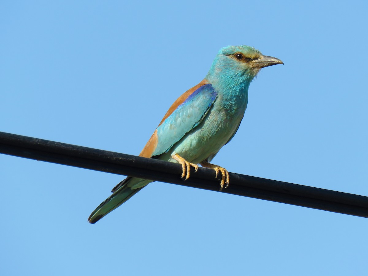 European Roller - ML620699245