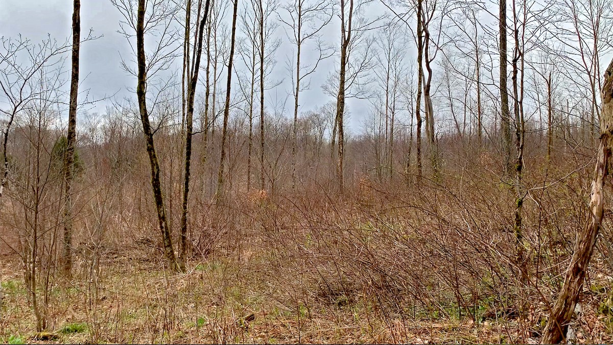 Ruffed Grouse - ML620699246