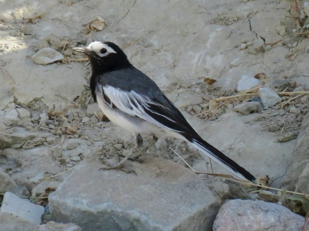 White Wagtail (Masked) - ML620699247