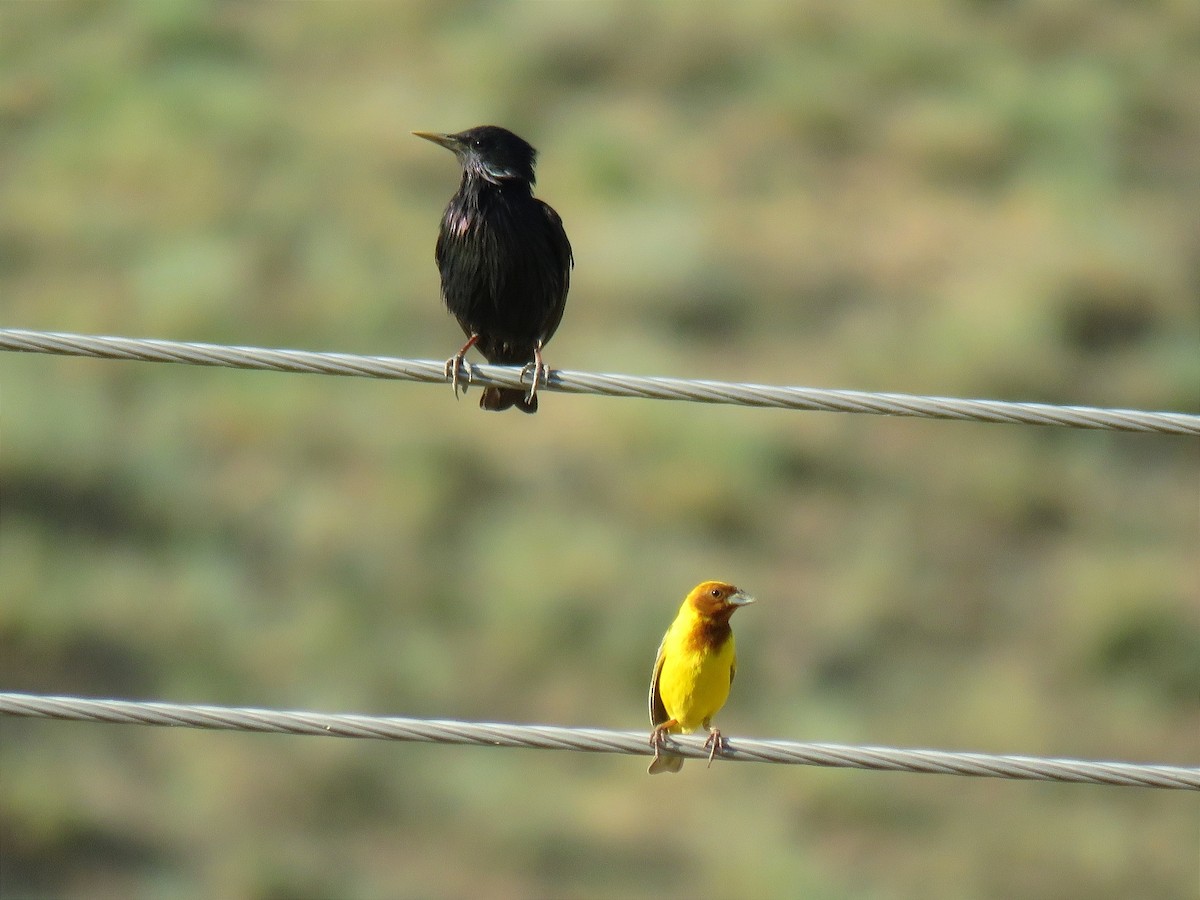 Red-headed Bunting - ML620699249