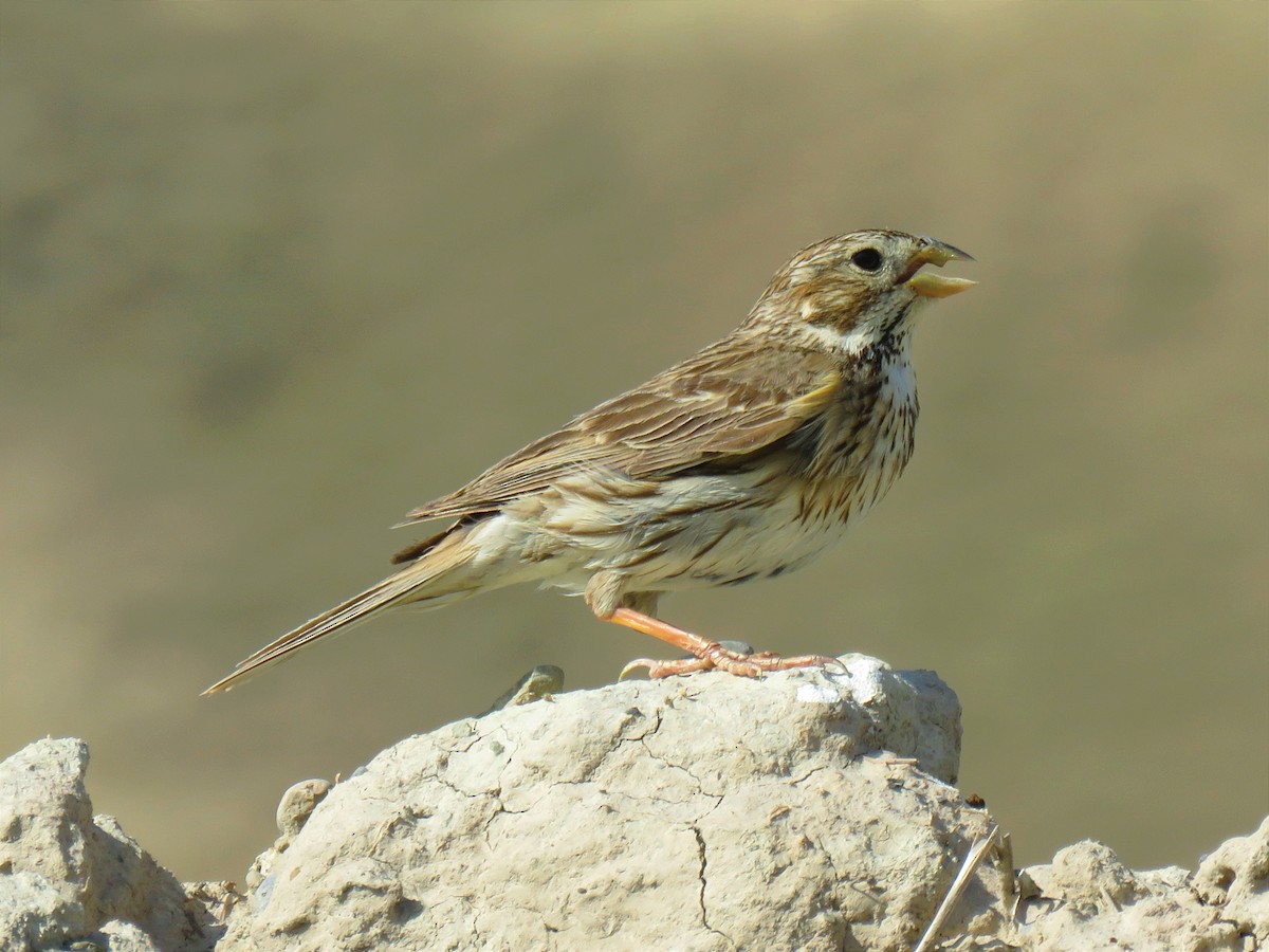 Corn Bunting - ML620699252