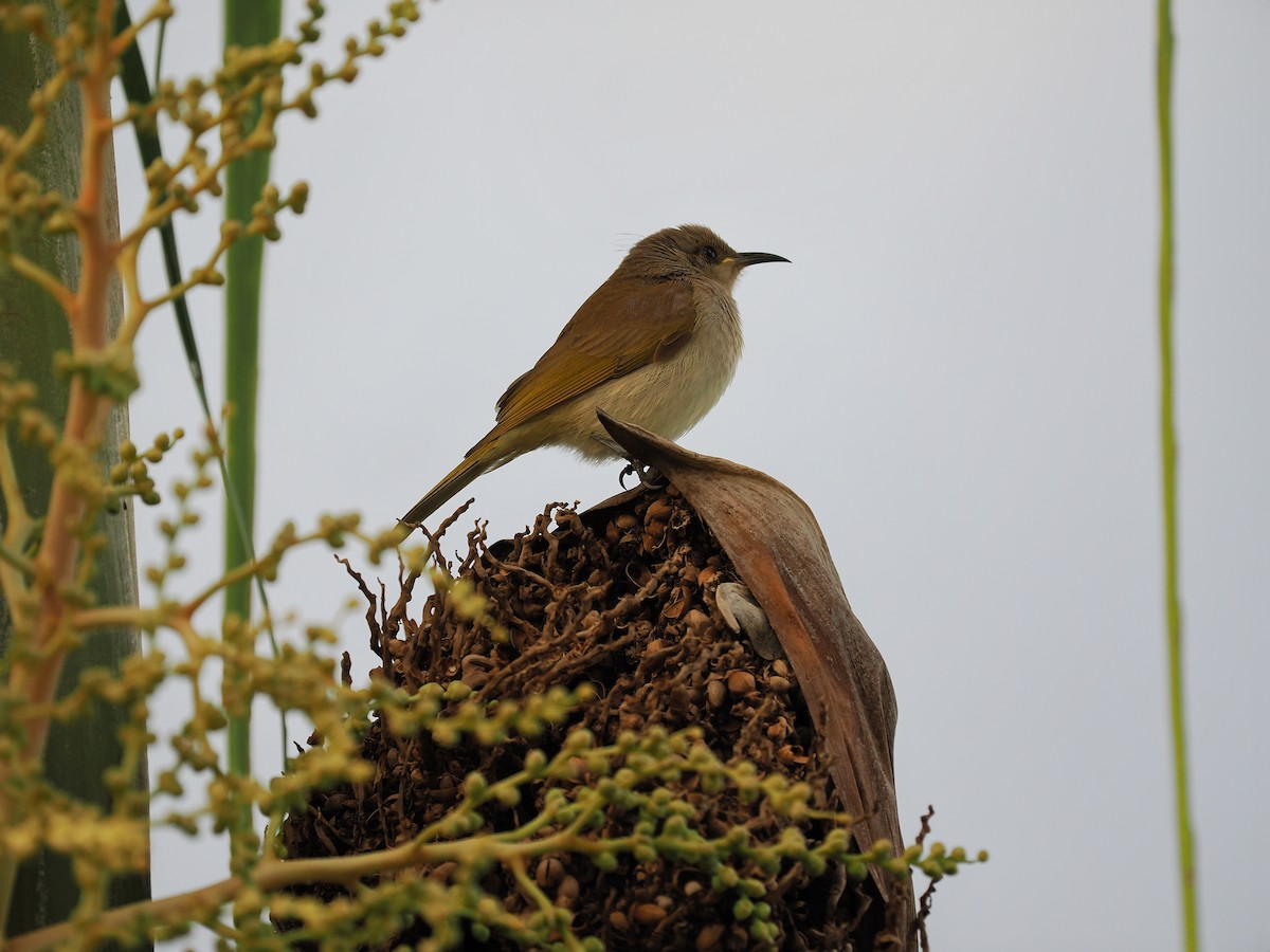 Brown Honeyeater - ML620699256