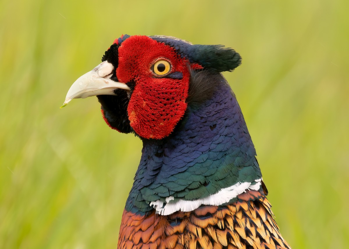 Ring-necked Pheasant - ML620699258