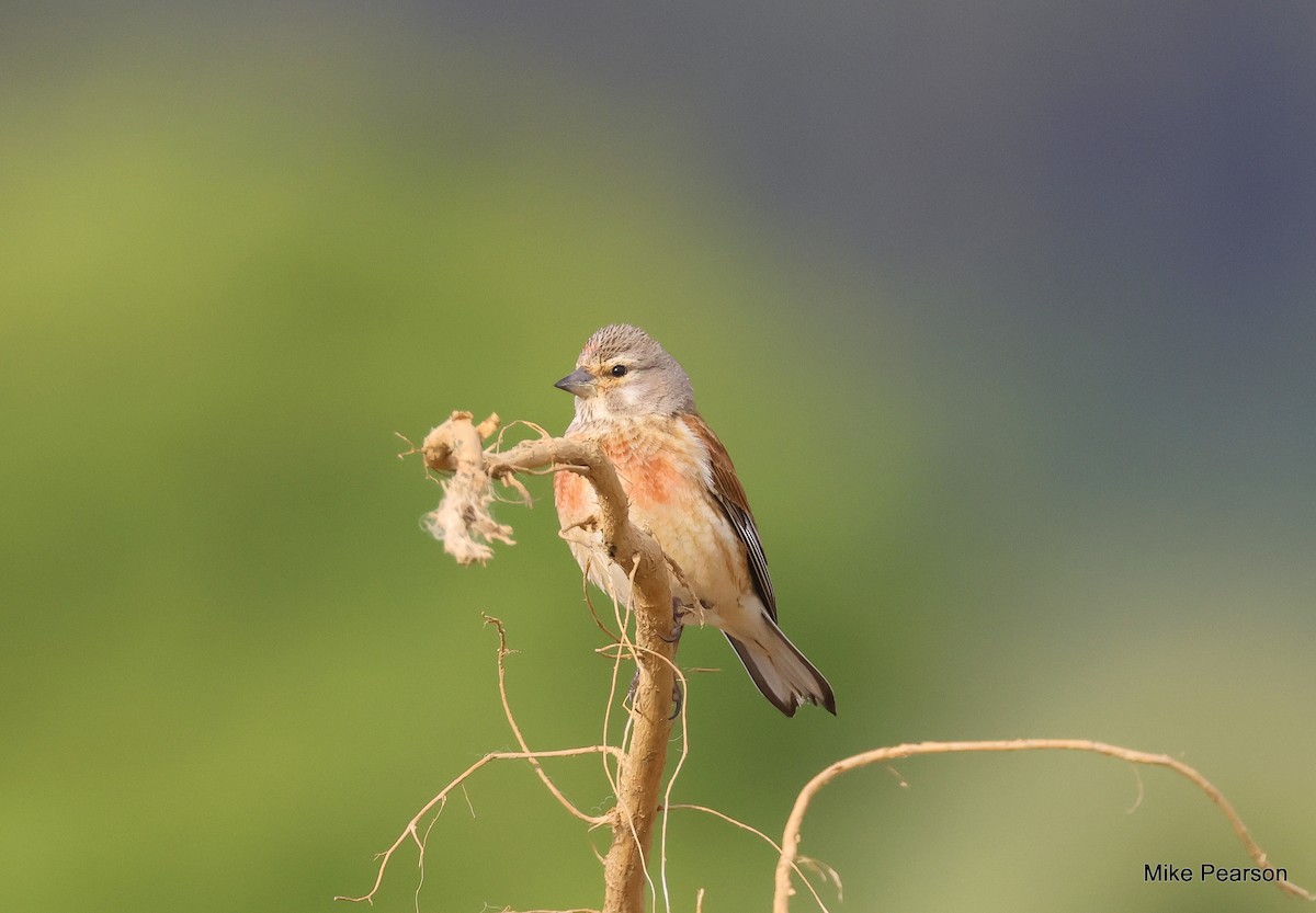 Eurasian Linnet - ML620699259