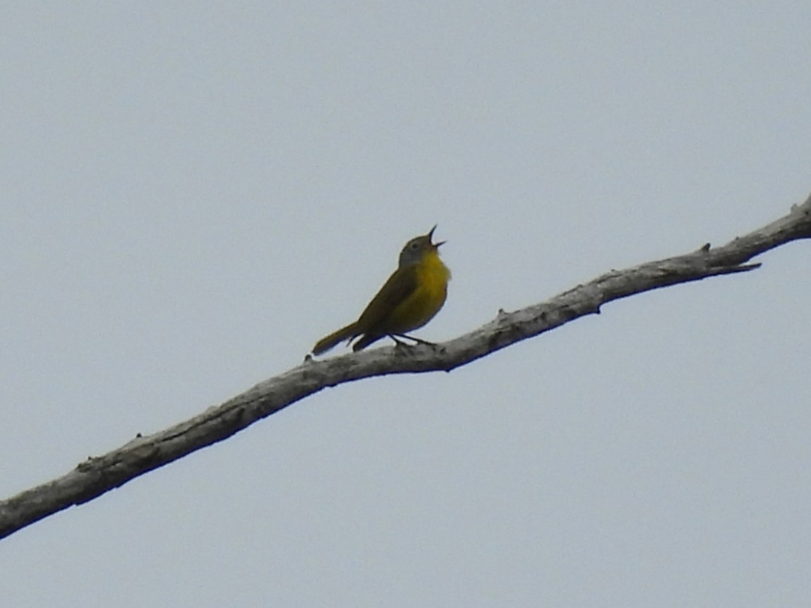 Nashville Warbler - ML620699260