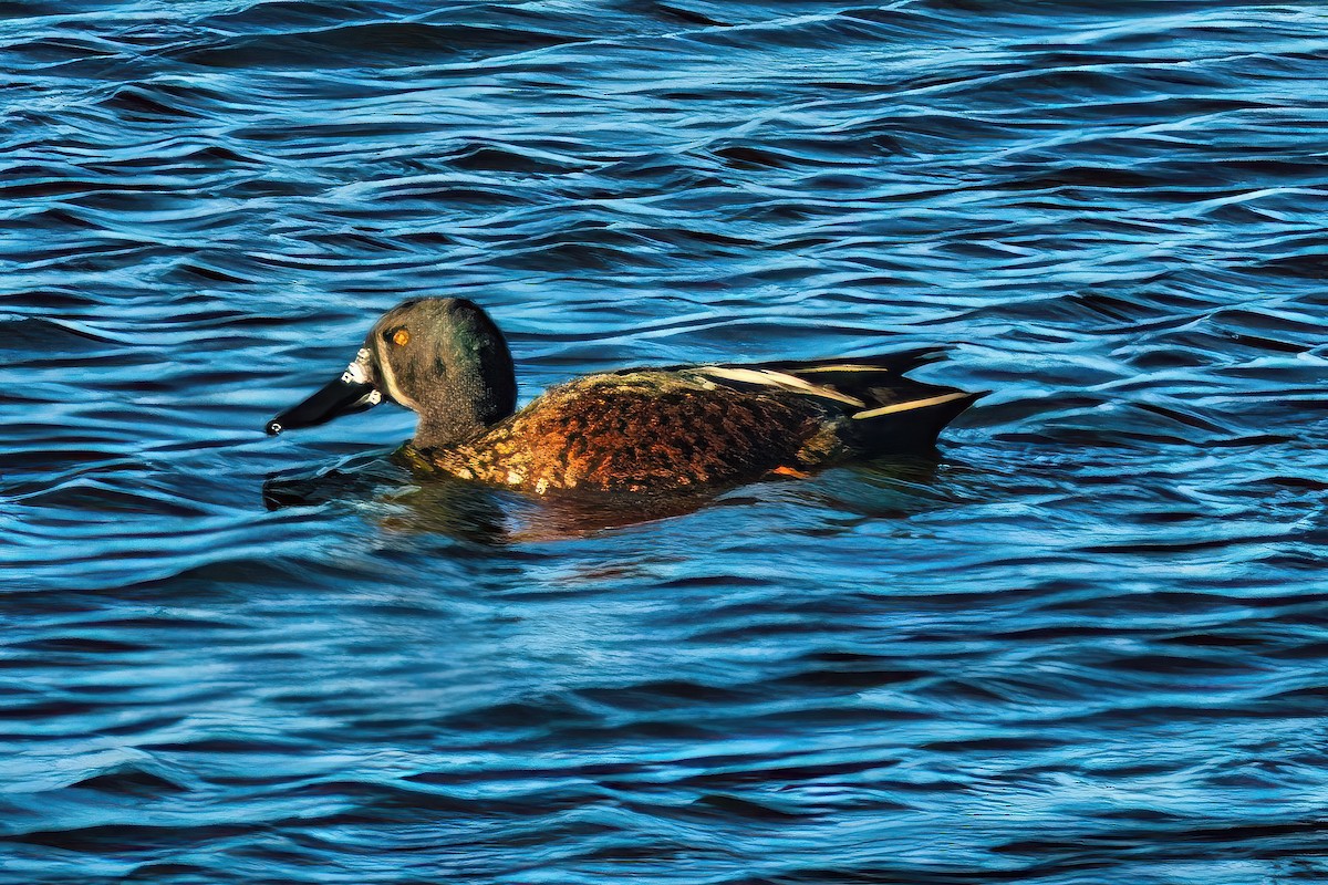 Australasian Shoveler - ML620699261