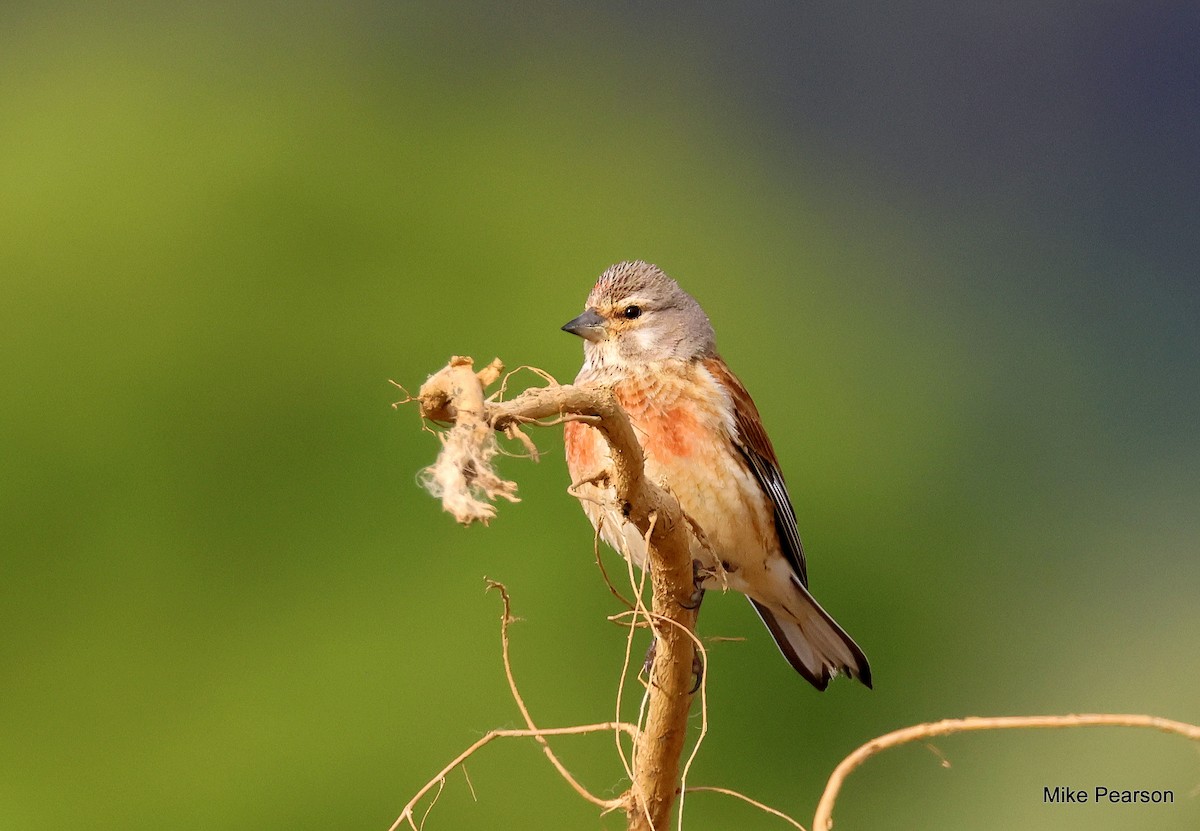 Eurasian Linnet - ML620699262