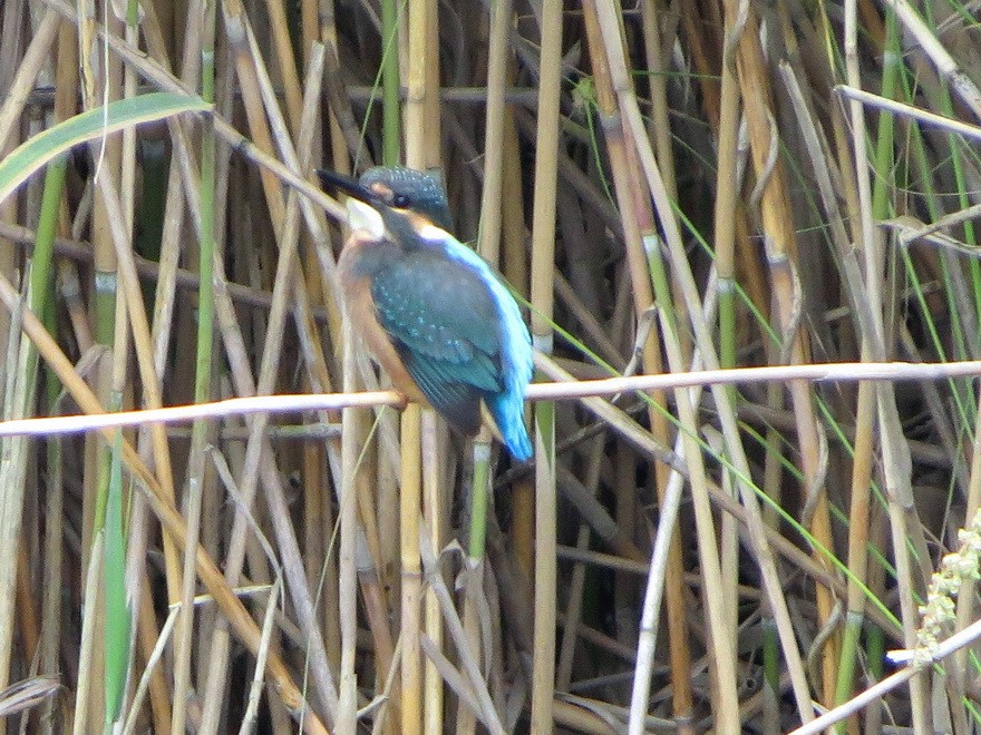 Martin-pêcheur d'Europe - ML620699263