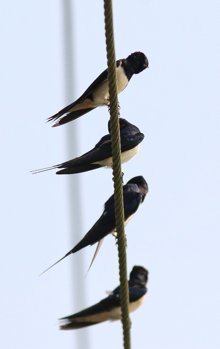 Barn Swallow - ML620699271